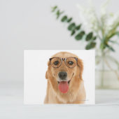 ゴールデンレトリバー3 ポストカード (スタンド正面)