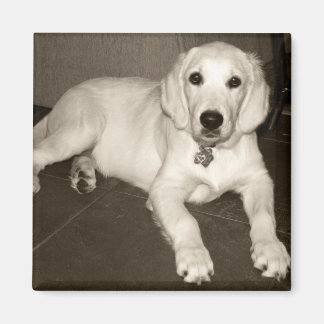 ゴールデンレトリバー（イングリッシュクリーム）パピー – 14週間 マグネット