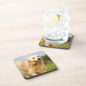 ゴールデンレトリバー コースター (右側)