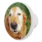 ゴールデンレトリバー セラミックノブ (右)