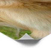 ゴールデンレトリバー ポスター (角)