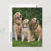 ゴールデンレトリバー ポストカード (正面/裏面)