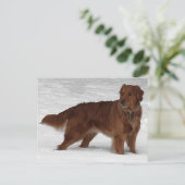 ゴールデンレトリバー ポストカード (スタンド正面)