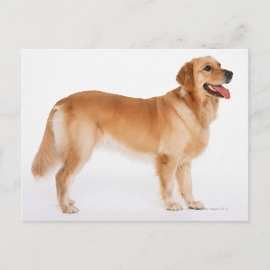 ゴールデンレトリバー ポストカード (正面)