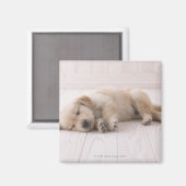 ゴールデンレトリバー マグネット (正面/裏面)