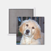 ゴールデンレトリバー マグネット (正面/裏面)
