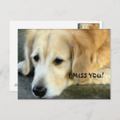 ゴールデンレトリバー/私恋しく思ユーザ ポストカード (正面/裏面)