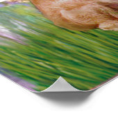 ゴールデンレトリバー(2) – リリー2 ポスター (角)