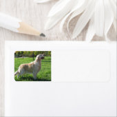 ゴールデンレトリバーaddyラブル ラベル (インサイチュ)