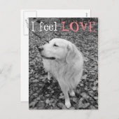 ゴールデンレトリバーVALENTINE'S DAYはがき シーズンポストカード (正面/裏面)