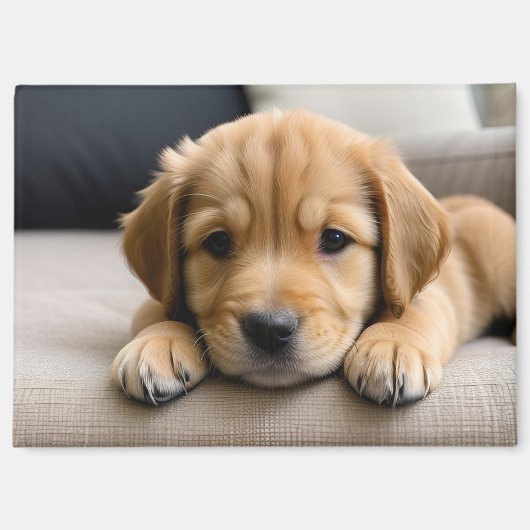 ゴールデンレトリーバーの子犬 マグネット (正面)