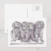 ゴールデンレトリーバー子犬 ポストカード (正面/裏面)