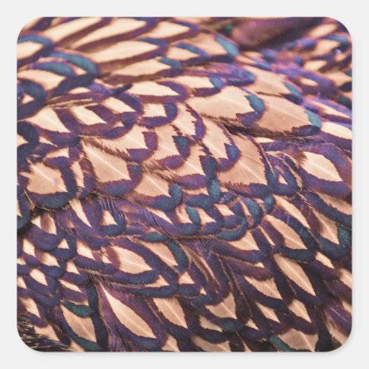 ゴールデンレースワインドットチキン スクエアシール (正面)