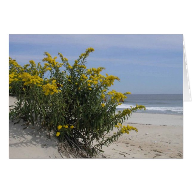 ゴールデンロッドバイザシー (正面横)