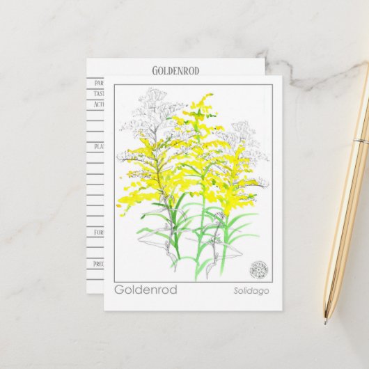 ゴールデンロッドマテリアメディカモノグラフハーブ勉強 ポストカード (正面/裏面インサイチュ)