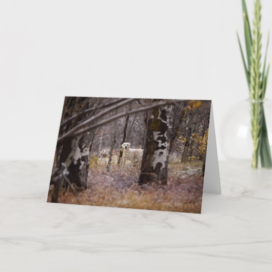 ゴールデン空白のレトリバーのフォトカード カード (正面)