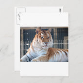 ゴールデン虎猫タイガーアットクーガーマウンテンズー1 ポストカード (正面/裏面)