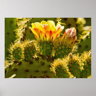 ゴールデン開花 ポスター