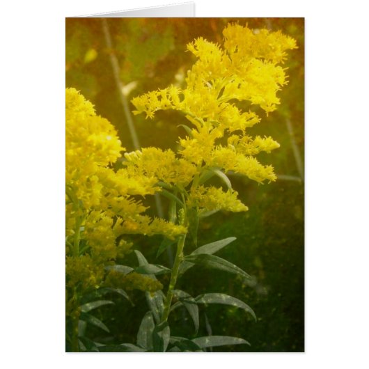 ゴールデン (正面)