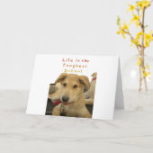 ゴールデン・ウィズダム – 生命学校を犬のように見る|過去記事 カード (黄色い花)