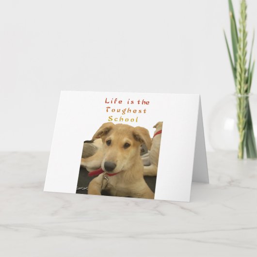 ゴールデン・ウィズダム – 生命学校を犬のように見る|過去記事 カード (正面)