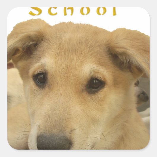 ゴールデン・ウィズダム – 生命学校を犬のように見る|過去記事 スクエアシール (正面)