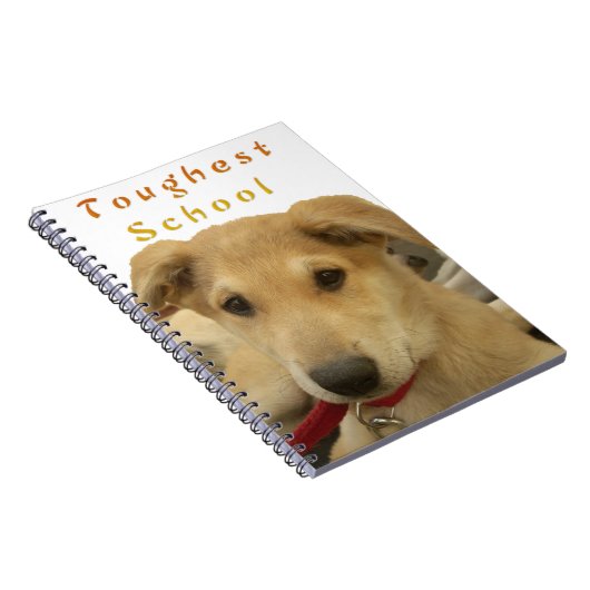 ゴールデン・ウィズダム – 生命学校を犬のように見る|過去記事 ノートブック (右側)