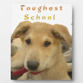 ゴールデン・ウィズダム – 生命学校を犬のように見る|過去記事 フォトプラーク (正面)