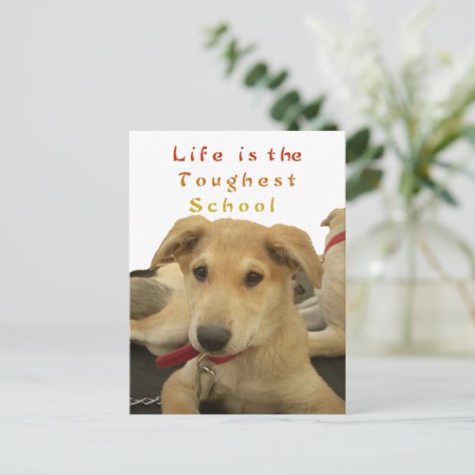 ゴールデン・ウィズダム – 生命学校を犬のように見る|過去記事 ポストカード (スタンド正面)