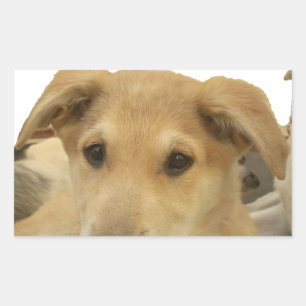ゴールデン・ウィズダム – 生命学校を犬のように見る 過去記事 長方形シール