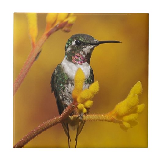 ゴールデン・グロー タイル (正面)