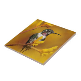 ゴールデン・グロー タイル