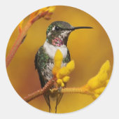 ゴールデン・グロー ラウンドシール (正面)