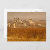 ゴールデン・フィールド越しのクレーン ポストカード (正面/裏面)