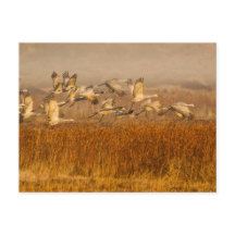 ゴールデン・フィールド越しのクレーン