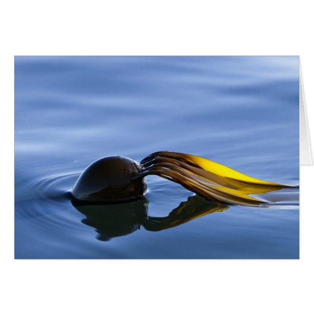 ゴールデン・フロンド (正面横)