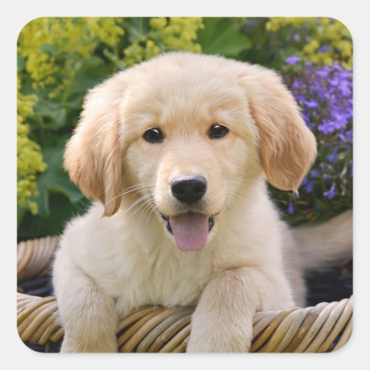 ゴールデン·リトリバーベビー犬の子犬のペットおもしろい写真— スクエアシール (正面)