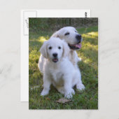 ゴールデン・リトリーバーのお母さんおよび子犬 ポストカード (正面/裏面)