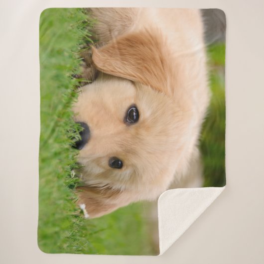 ゴールデン・リトリーバーのかわいい子犬によってはのこ仕上げハンマーの写真が夢を見ます シェルパブランケット (正面)