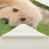 ゴールデン・リトリーバーのかわいい子犬によってはのこ仕上げハンマーの写真が夢を見ます シェルパブランケット (3/4)