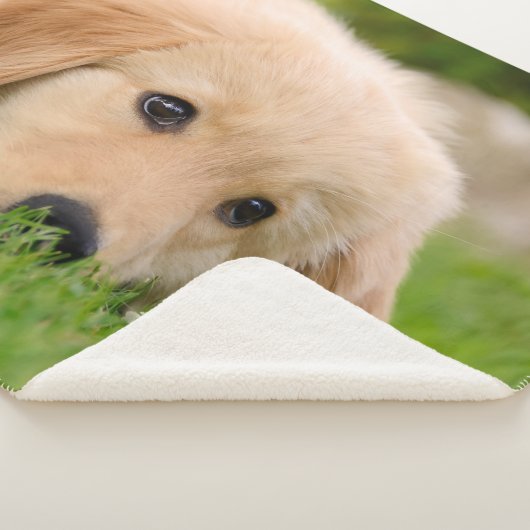 ゴールデン・リトリーバーのかわいい子犬によってはのこ仕上げハンマーの写真が夢を見ます シェルパブランケット (3/4)