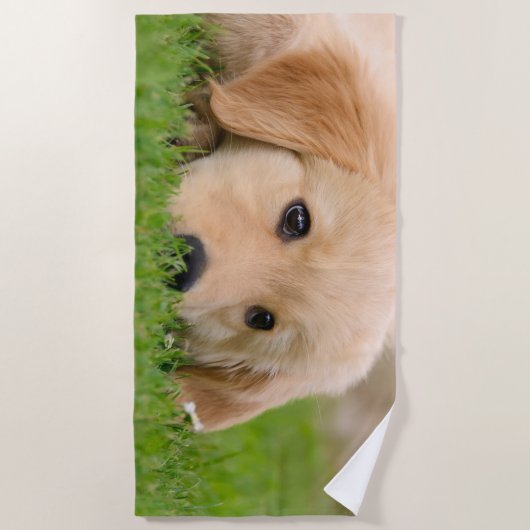 ゴールデン・リトリーバーのかわいい子犬によってはのこ仕上げハンマーの写真が夢を見ます ビーチタオル (正面)