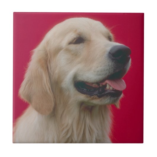 ゴールデン・リトリーバーのタイル タイル (正面)