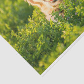 ゴールデン・リトリーバーのティッシュペーパー 薄葉紙 (詳細)