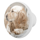 ゴールデン・リトリーバーのポートレートとの陶磁器の引き セラミックノブ (右)