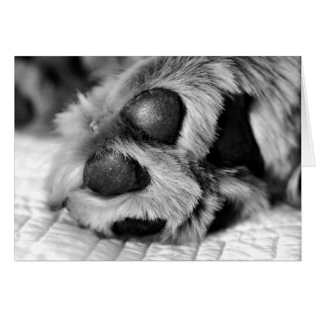 ゴールデン・リトリーバーの北極の足 (正面横)