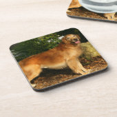 ゴールデン・リトリーバーの喘ぐこと コースター (左側)