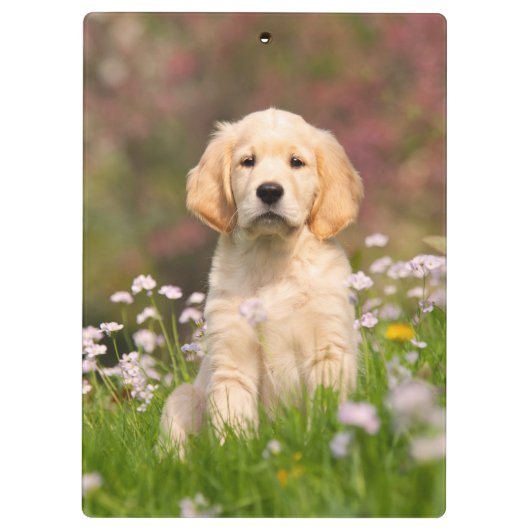 ゴールデン・リトリーバーの子犬かわいいGoldie クリップボード (裏面)