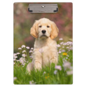 ゴールデン・リトリーバーの子犬かわいいGoldie クリップボード (正面)