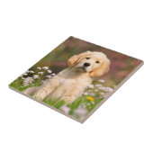 ゴールデン・リトリーバーの子犬かわいいGoldie タイル (側面)